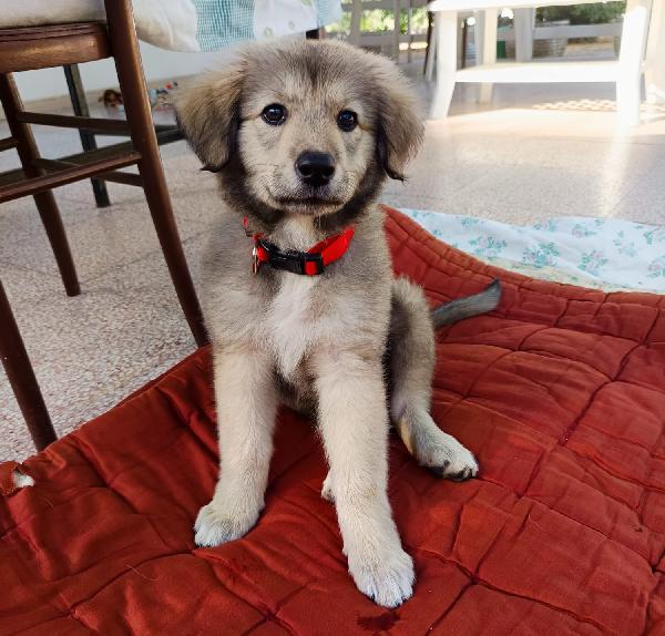 Lyuba, Cucciola 2 Mesi E Mezzo